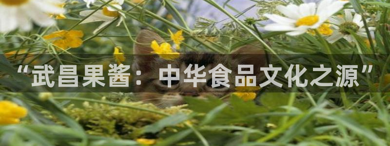 彩名堂人工计划怎么找不到下载了?