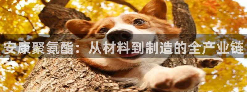 彩名堂975新版本